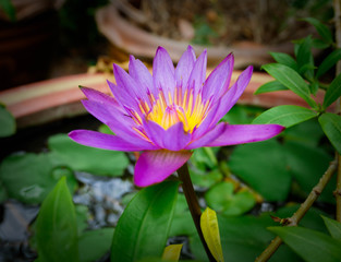 Beautiful purple lotus flowers
