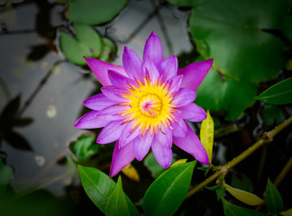Beautiful purple lotus flowers