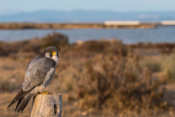 A northern peregrine falcon (Falco peregrinus calidus) in a rope fence stake in the Natural Park of...