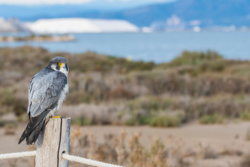 A northern peregrine falcon (Falco peregrinus calidus) in a rope fence stake in the Natural Park of the Ebro Delta, in Catalonia.