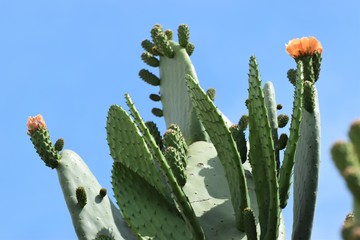 Big Orange flowering cactus background