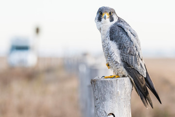 A northern peregrine falcon (Falco peregrinus calidus) in a rope fence stake in the Natural Park of the Ebro Delta, in Catalonia.