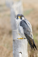 A northern peregrine falcon (Falco peregrinus calidus) in a rope fence stake in the Natural Park of...