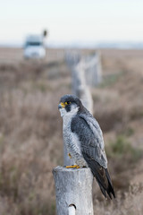 A northern peregrine falcon (Falco peregrinus calidus) in a rope fence stake in the Natural Park of the Ebro Delta, in Catalonia.