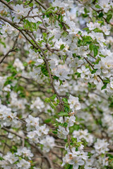 Apple blossoms in the garden. spring background