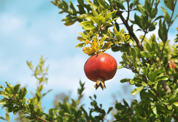 Pomegranates on tree. Natural fruits.