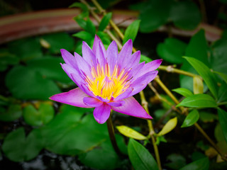 Beautiful purple lotus flowers