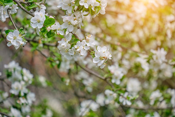 Apple blossoms in the garden. spring background