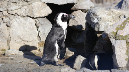 Fototapeta na wymiar Pingüino de Humboldt
