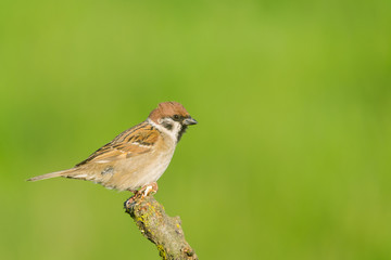 House Sparrow (Passer domesticus) and  green background