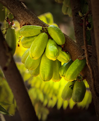 Fresh Bilimbi  Bilimbing  Cucumber 28Averrhoa Bilimbi 29 fruits on tree in the garden. This bilimbi is also called belimbing by Indonesians