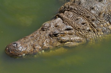 Africans crocodile