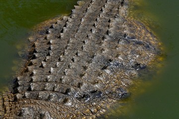 Africans crocodile