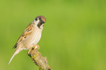 House Sparrow (Passer domesticus) and  green background