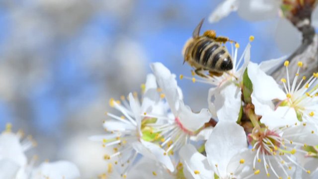 Honey bee on blooming apple tree flowers. Spring flowers concept.