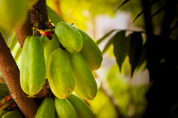 Fresh Bilimbi  Bilimbing  Cucumber 28Averrhoa Bilimbi 29 fruits on tree in the garden. This bilimbi is also called belimbing by Indonesians