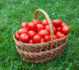 Red ripe tomatoes in the wicker basket