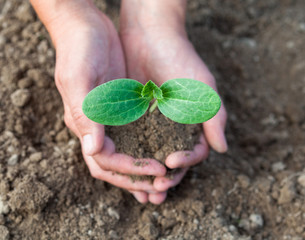 Planting a young seedling. Close-up.