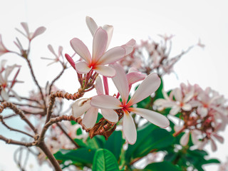 Beautiful white plumeria flowers