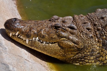 Africans crocodile