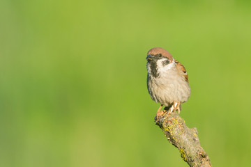 House Sparrow (Passer domesticus) and  green background