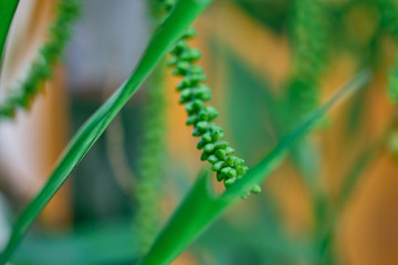 Green leaf of a tropical tree close up.