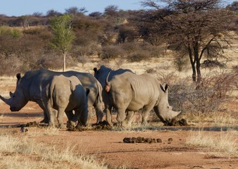 Obraz premium Etosha Park wildlife