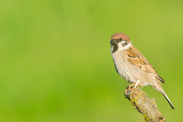 House Sparrow (Passer domesticus) and  green background