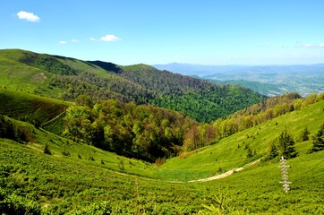 Fototapeta premium Borzhava, Volovets'kyi district, Zakarpatska Oblast, Ukraine.05/09/2018. Beautiful green slopes of the Carpathian Mountains, Fir trees on background of Blue sky. Ukrainian mountain landscape in May
