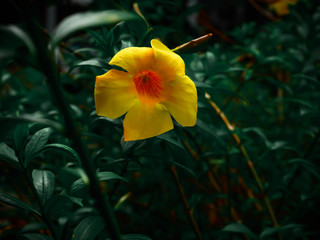 Yellow hibiscus flowers