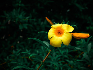 Obraz na płótnie Canvas Yellow hibiscus flowers