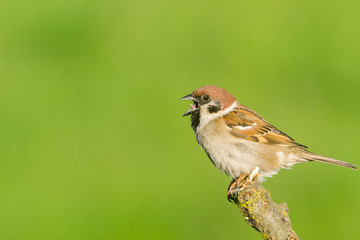 House Sparrow (Passer domesticus) and  green background