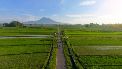 Fototapeta na wymiar Landscape Indonesia Yogyakarta, Aerial agriculture in rice fields Merapi mountain view in the morning 