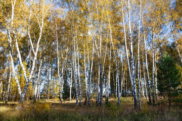 Birch forest in the fall.