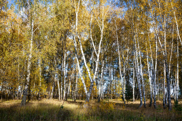 Birch forest in the fall.