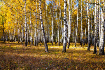Birch forest in the fall.
