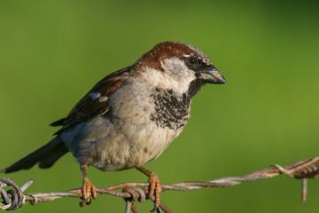 House Sparrow (Passer domesticus) and  green background