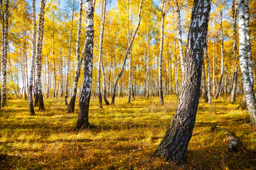 Fototapeta premium Birch forest in the fall.