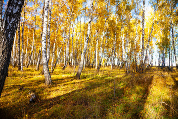 Birch forest in the fall.