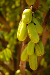 Fresh Bilimbi  Bilimbing  Cucumber 28Averrhoa Bilimbi 29 fruits on tree in the garden. This bilimbi is also called belimbing by Indonesians