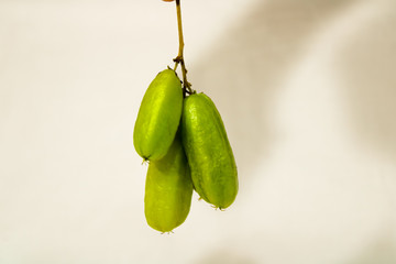 Averrhoa bilimbi (commonly known as bilimbi, cucumber tree, or tree sorrel, bilimbi is a small tropical tree native to Indonesia and Malaysia, reaching up to 15m in height