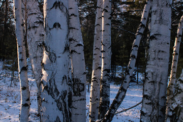 birch bark texture
