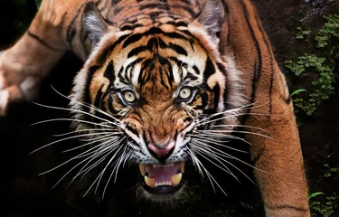 Poster Im Rahmen Porträt eines Tigers © pito