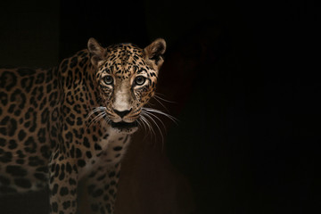 portrait of a leopard