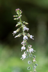 white blooming enchanter's nightshade circaea lutetiana