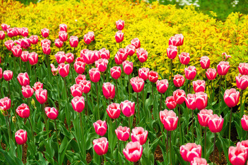 Pink tulips on the lawn in spring. Selective focus