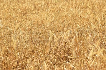Wheat field. Background of ripening ears of wheat