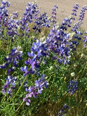 Naklejka premium flowers of lavender