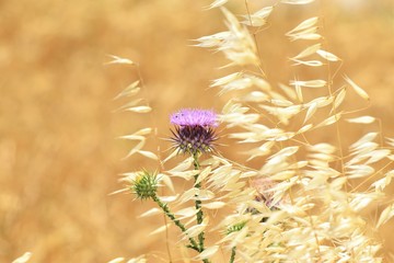 wild flowers in field background