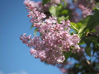 pinc lilac in macro wallpaper 1
